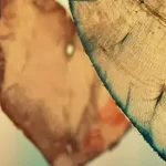 image of three carved hearts