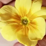 Hands holding flower