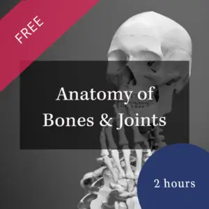 Anatomy Bones and Joints