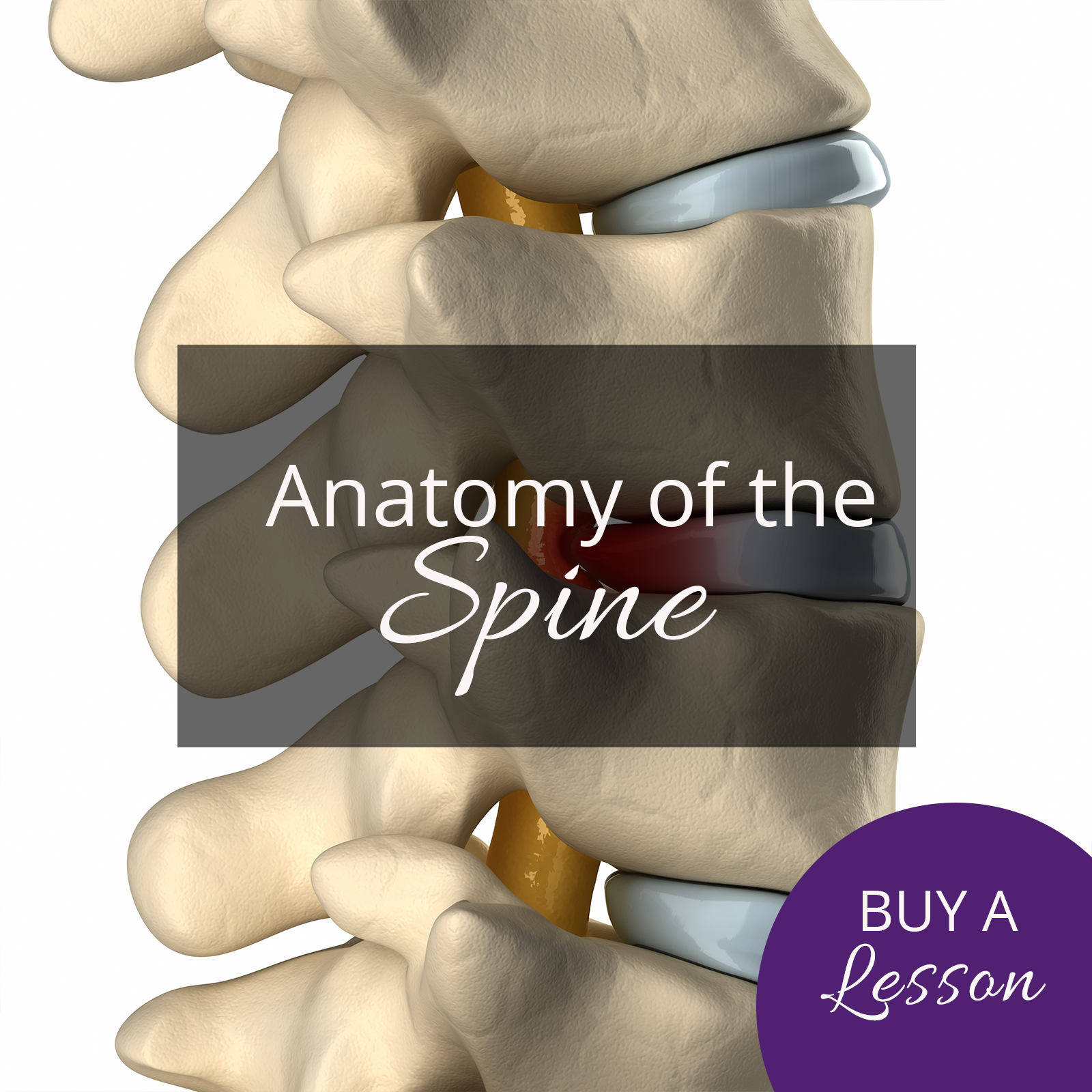 Anatomy of the Spine