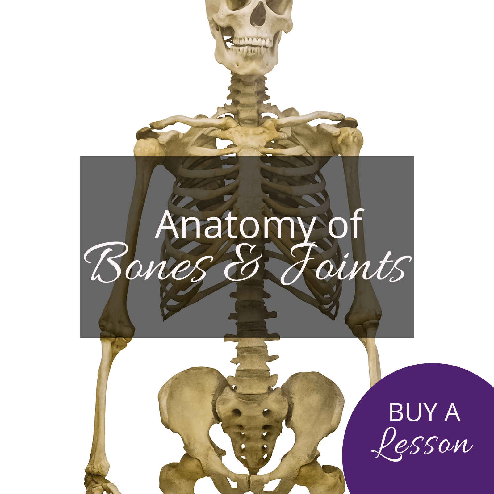 anatomy-of-bones-and-joints | Rachel Scott